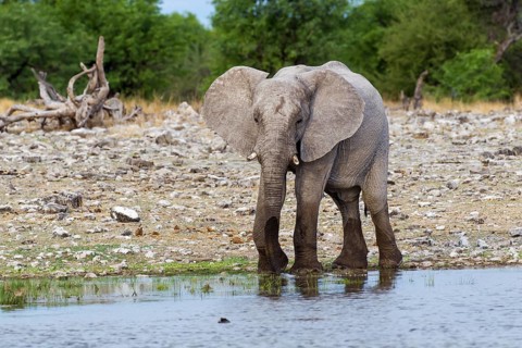 African Elephant (Loxodonta africana)