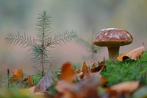 Bay Boletus or Bay Bolete (Xerocomus badius)