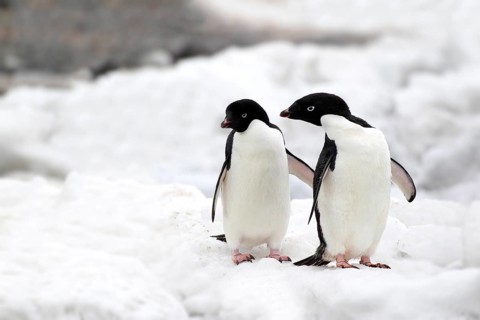 Adelie Penguins (Pygoscelis adeliae)