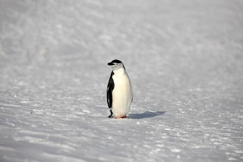 Chinstrap Penguin (Pygoscelis antarctica)