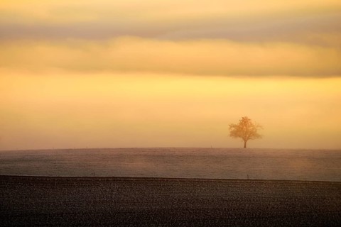Tree in winter landscape in the fog