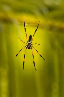 Red-legged Golden Orb-web Spider (Nephila inaurata)