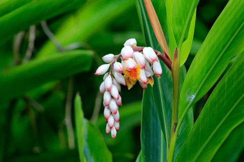 Shell Ginger (Alpinia zerumbet)