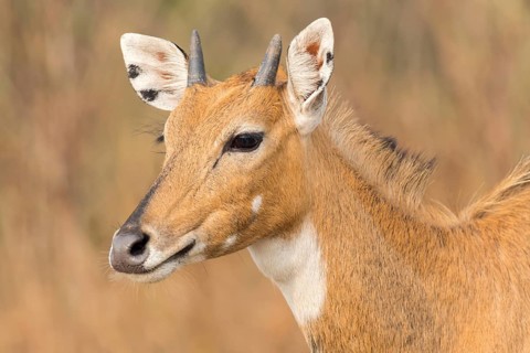 Nilgai (Boselaphus tragocamelus)