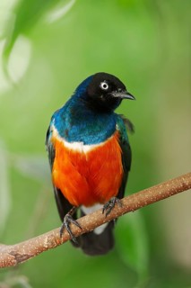 Superb Starling (Lamprotornis superbus