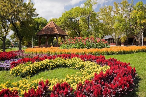 Gazebo and floral displays of red cockscomb (Celosia)