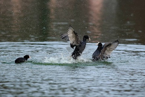 Eurasian Coot (Fulica atra)