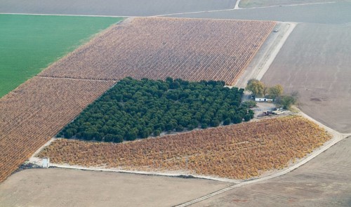 Cultivated citrus trees in the Guadalquivir river valley