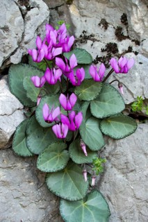 European Cyclamen (Cyclamen purpurascens)