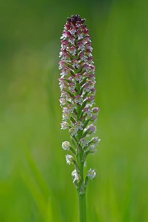 Burnt-tip Orchid (Orchis ustulata syn Neotinea ustulata)