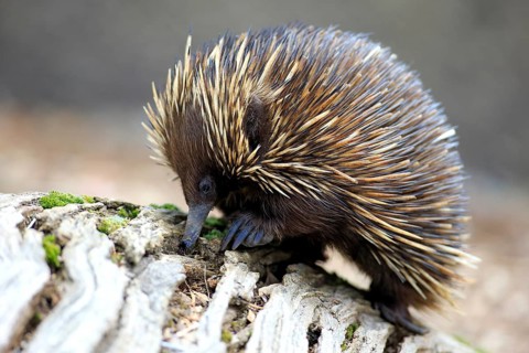 Short-beaked Echidna (Tachyglossus aculeatus) adult