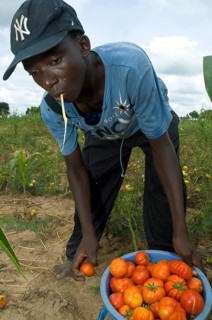 Farmer harvesting tomatoes on a field