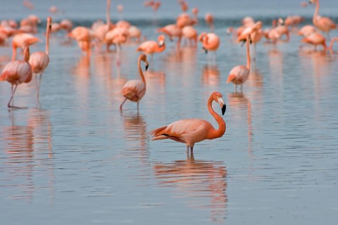 American flamingos (Phoenicopterus ruber)