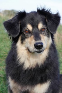 Australian Shepherd mixed-breed dog