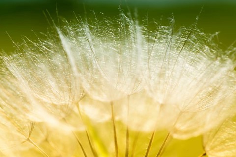 Meadow Salsify (Tragopogon pratensis)