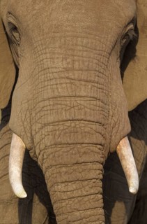 African Elephant (Loxodonta africana)