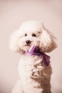 Toy poodle with bow around the neck