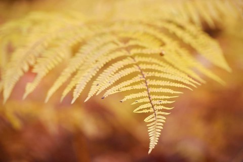 Yellow discolored Common Bracken or Eagle Fern (Pteridium aquilinum) in autumn in Kirnischtal valley