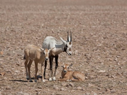 Arabian Oryx (Oryx leucoryx) with calves