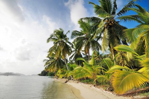 Beach with palm trees