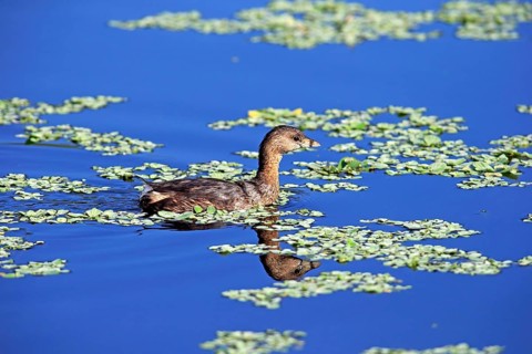 Grebe