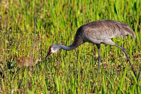 Sandhill Crane (Grus canadensis) with young