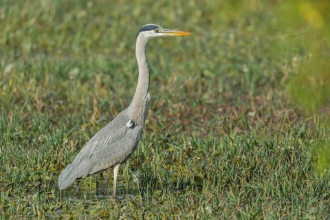 Grey Heron (Ardea cinerea)