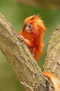 Golden Lion Tamarin (Leontopithecus rosalia)