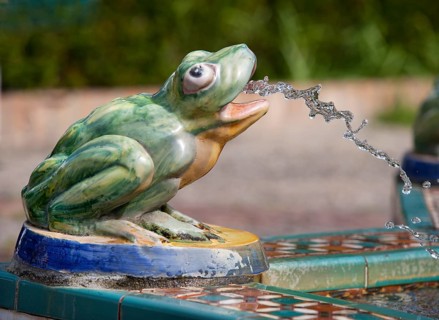 Frog