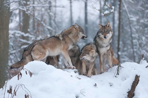 Grey Wolves (Canis lupus)