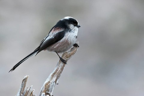 Long-tailed Tit (Aegithalos caudatus europaeus)
