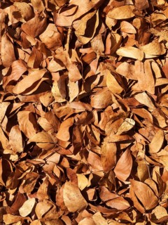 Fallen Mopane leaves (Colophospermum mopane)