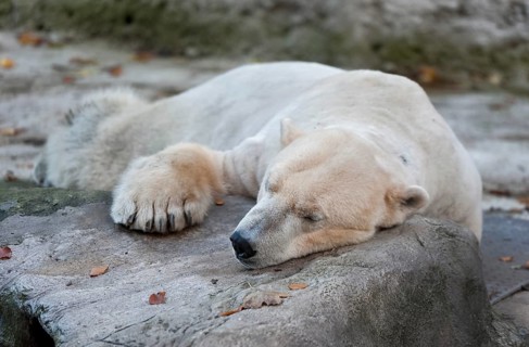 Polar Bear (Ursus maritimus)