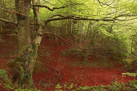 Beech trees
