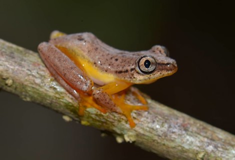 Spotted Madagascar Reed Frog (Heterixalus Punctatus)