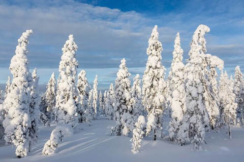 Winter forest