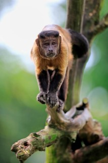 Brown Capuchin or Tufted Capuchin (Cebus apella)