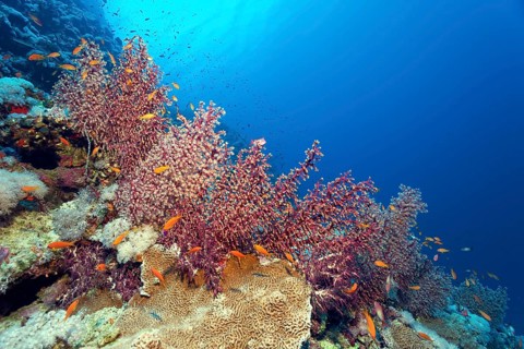 Cherry blossom coral (Siphonogorgia godeffroyi) with open and closed polyps