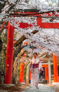 Japanese woman with kimono under blossoming cherry trees