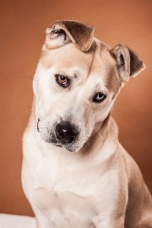 Akita Inu mixed-breed dog