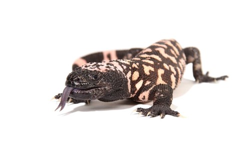 Gila Monster (Heloderma suspectum)