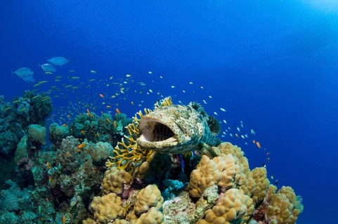 Malabar Grouper (Epinephelus malabaricus)