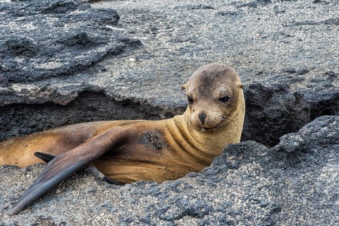 Galapagos Sea Lion (Zalophus californianus wollebaeki) pup resting between rocks