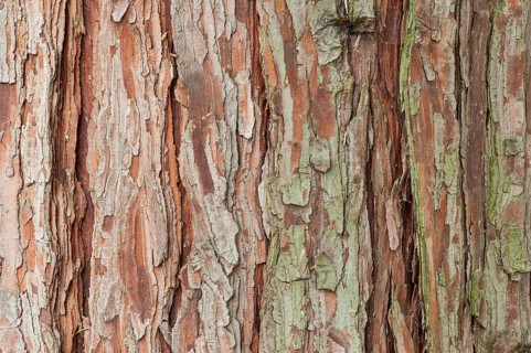 Bark of a California incense cedar (Calocedrus decurrens)