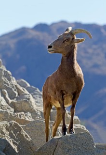 Bighorn Sheep (Ovis canadensis)