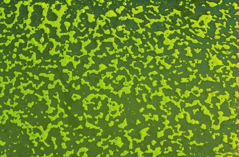 Green algae bubbles on the surface of a pond