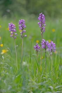Military Orchid (Orchis militaris)