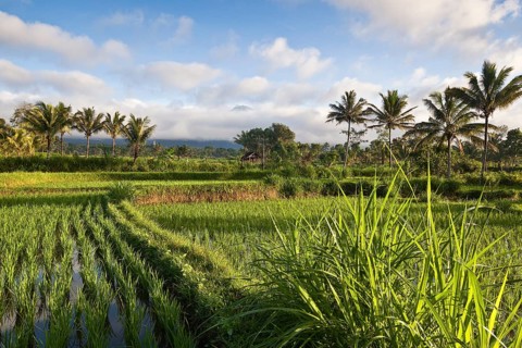 Rice paddy with palm trees