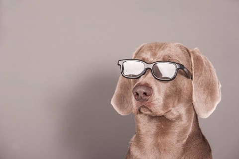 Weimaraner dog with glasses