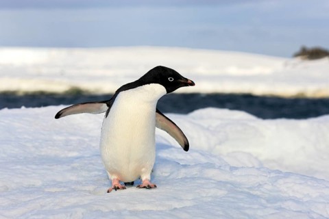 Adelie Penguin (Pygoscelis adeliae)